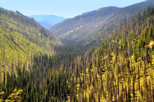 A scenic view of a valley surrounded by mountains, featuring a mix of green trees and areas of burned forest.