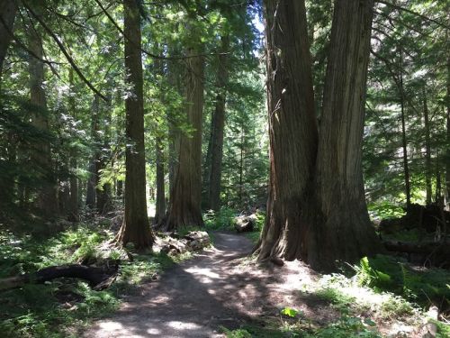 A serene forest path surrounded by tall trees and lush greenery, dappled sunlight filtering through the leaves.