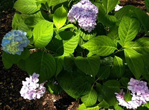 A lush hydrangea plant with blue and purple flowers surrounded by vibrant green leaves.