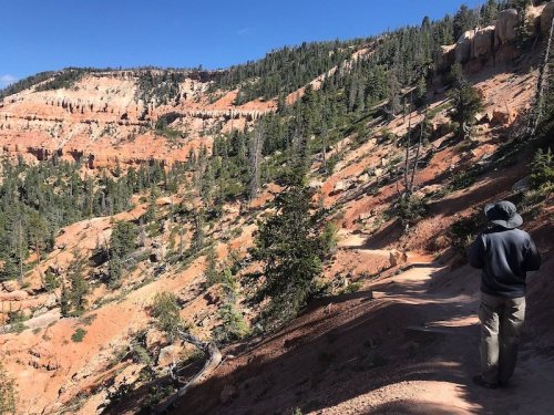 A hiker on a trail surrounded by red rock formations and pine trees under a clear blue sky.