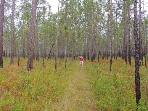 A person walks along a grassy path through a dense forest of tall pine trees and colorful underbrush.
