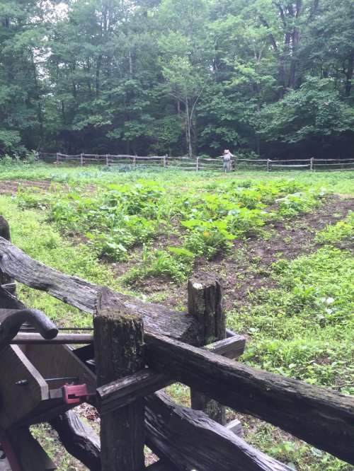 A person stands in a green field surrounded by trees, with a wooden fence in the foreground.