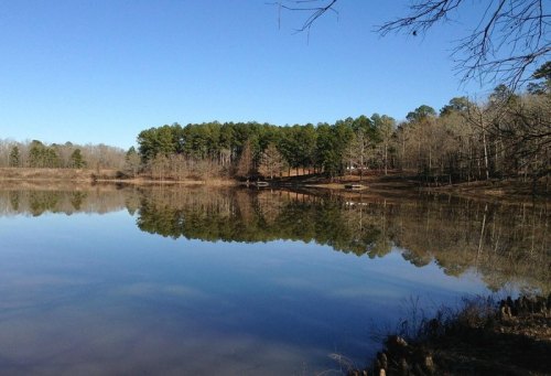 A serene lake reflecting trees and a clear blue sky, surrounded by a peaceful forest landscape.