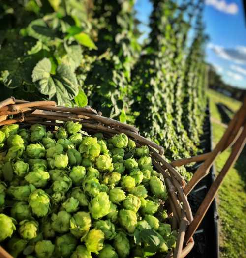 A basket of fresh green hops in the foreground, with a lush hop field stretching into the distance under a blue sky.