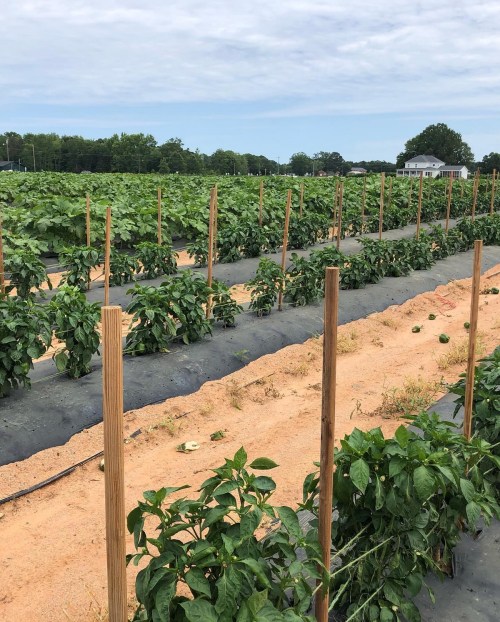 A field of green plants growing in rows, with wooden stakes and sandy soil under a cloudy sky.