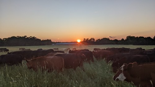 A herd of cows grazing in a field at sunset, with a vibrant orange sky and silhouettes of trees in the background.