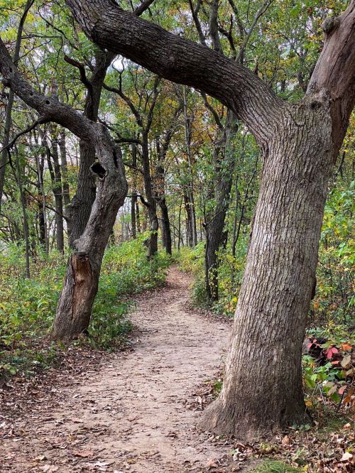 A winding dirt path through a forest with tall trees and colorful foliage.