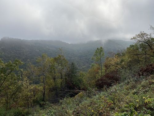 A misty landscape of rolling hills and trees, with a cloudy sky above and autumn foliage in the foreground.