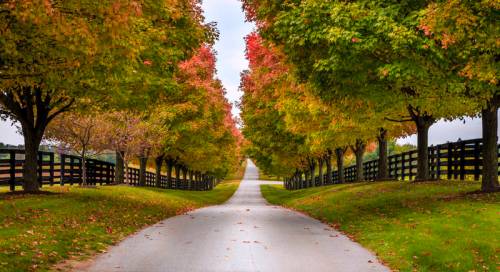 A scenic tree-lined driveway with vibrant autumn foliage and a split-rail fence on either side.