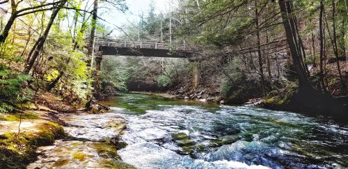 A serene river flows beneath a wooden bridge, surrounded by lush greenery and trees in a tranquil forest setting.