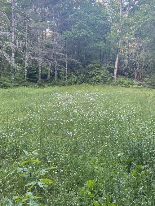 A lush green field surrounded by trees, dotted with small white flowers under a clear sky.