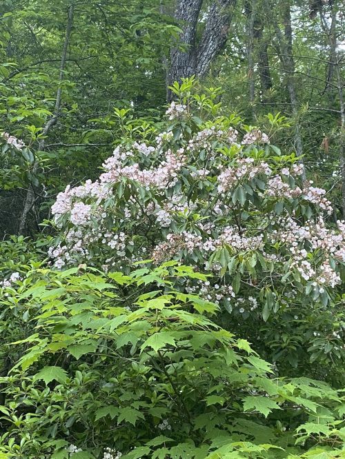 A lush green scene featuring a flowering bush with clusters of pink and white blossoms surrounded by greenery.