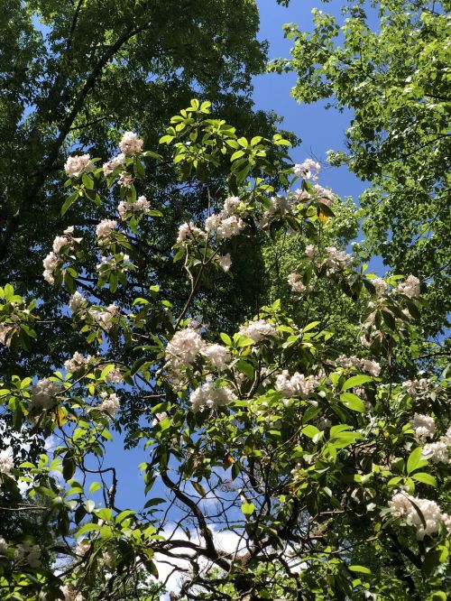 A vibrant scene of blooming white flowers among lush green leaves under a clear blue sky.