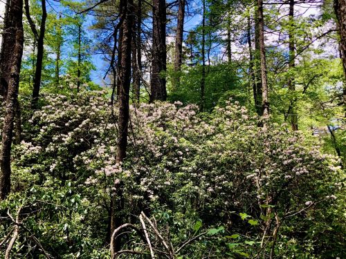 A lush forest scene with tall trees and blooming bushes, featuring vibrant green foliage and scattered pink flowers.