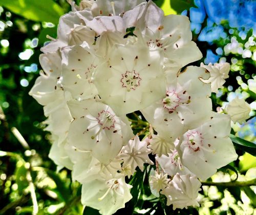 A cluster of white flowers with intricate petals and small buds, surrounded by green foliage.