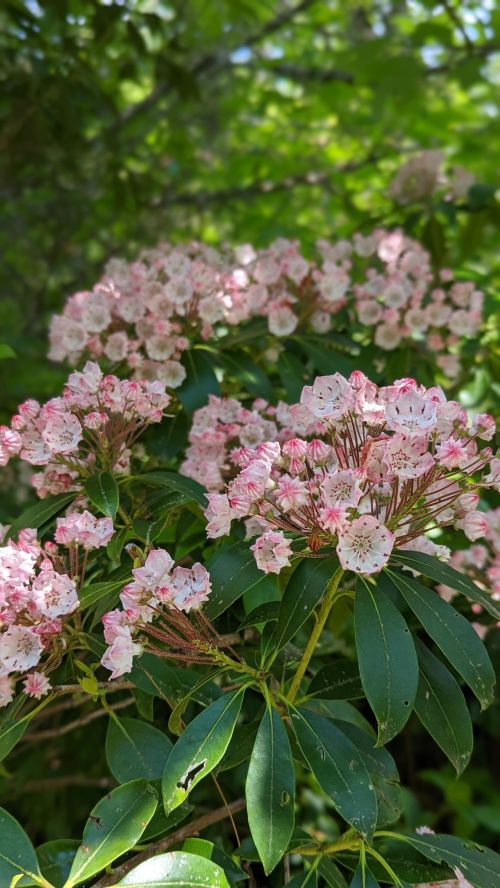 A cluster of pink and white flowers surrounded by green leaves in a lush, natural setting.