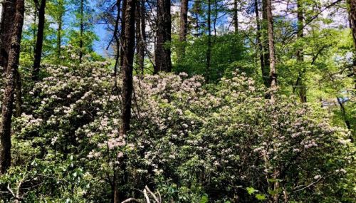 A lush forest scene with blooming flowers and vibrant green trees under a clear blue sky.