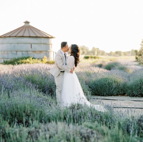 A couple in wedding attire kisses in a lavender field, with a rustic structure in the background under a clear sky.