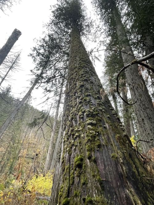 A tall tree covered in moss, surrounded by other trees in a misty forest.