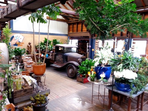 A vintage car in a rustic shop filled with plants, flowers, and wooden furniture, creating a cozy atmosphere.