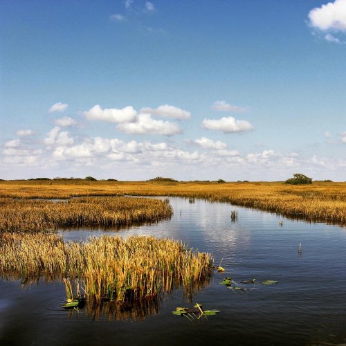 A serene landscape featuring tall grasses and calm water under a blue sky with scattered clouds.