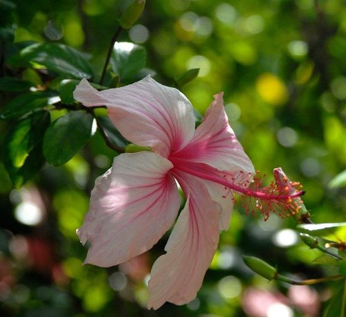 A close-up of a pink hibiscus flower with delicate petals and a vibrant stamen, set against a blurred green background.