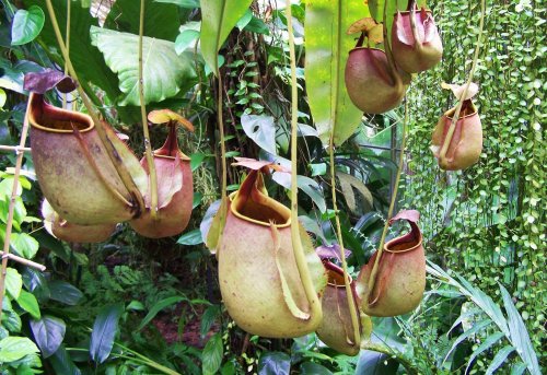 A cluster of pitcher plants hanging among lush green foliage in a tropical setting.