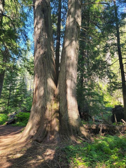 Two large trees stand side by side in a lush forest, surrounded by greenery and dappled sunlight.