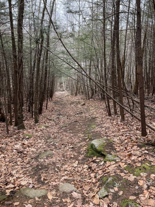 A narrow dirt path winds through a forest of tall trees, with scattered leaves and rocks along the ground.