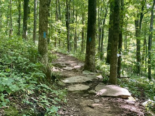 A narrow trail winds through a lush green forest, marked by blue trail markers on the trees.
