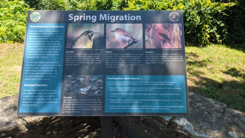 Informational sign about spring migration, featuring images and text on bird behaviors and migration patterns.