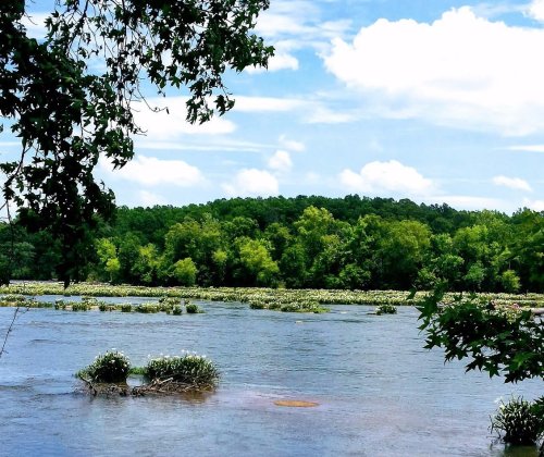 A serene river scene with lush green trees and white flowers blooming on the water under a blue sky with fluffy clouds.