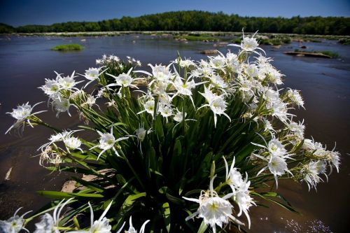 A cluster of white flowers blooms near a river, surrounded by greenery and a clear blue sky.