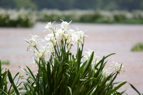 A cluster of white flowers with green leaves, set against a blurred background of water and more greenery.