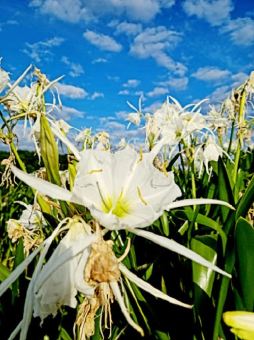 A close-up of white flowers with long petals against a blue sky dotted with fluffy clouds.