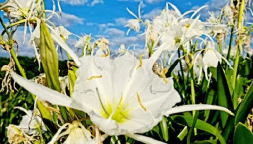 A close-up of white flowers with yellow accents against a blue sky and fluffy clouds.