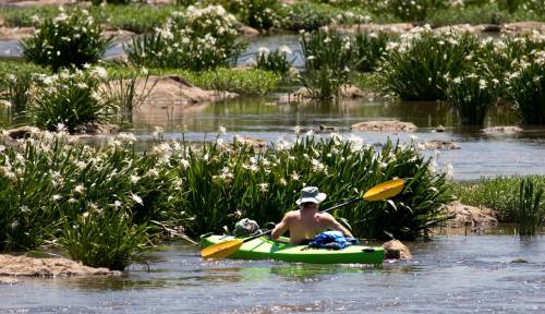A person in a green kayak paddles through a waterway surrounded by lush greenery and blooming white flowers.