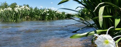 A serene river scene with flowing water and white flowers along the banks under a clear blue sky.