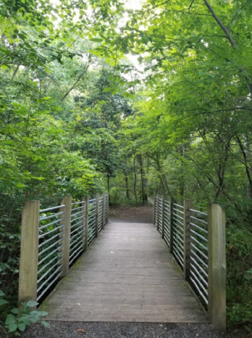 A wooden bridge surrounded by lush green trees, leading into a serene forest path.
