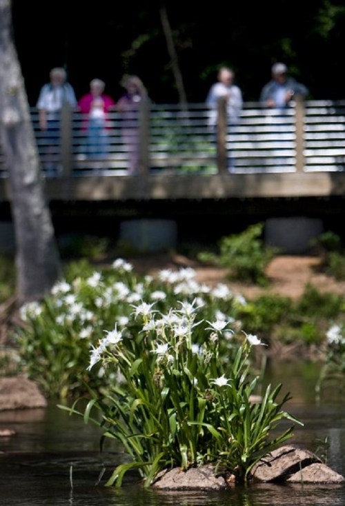 A cluster of white flowers grows in a river, with people standing on a bridge in the background.