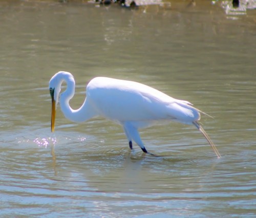 A white heron wading in shallow water, poised to catch fish with its long beak.