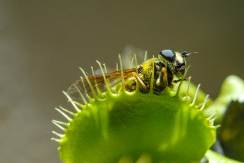 A close-up of a Venus flytrap with a bee caught inside its spiky jaws.