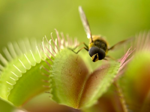 A close-up of a Venus flytrap with a fly perched on its open jaws, showcasing the plant's unique structure.