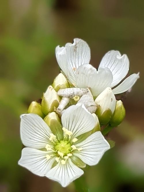 Close-up of delicate white flowers with green centers, surrounded by budding blooms and soft green foliage.