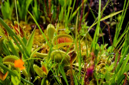 A close-up of a Venus flytrap among green grass and moss, showcasing its distinctive traps and vibrant colors.