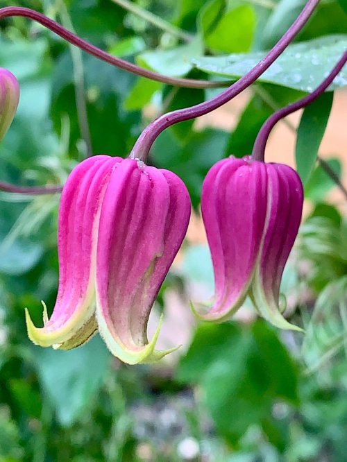 Close-up of vibrant pink flowers with curved petals and green accents, set against a blurred green background.