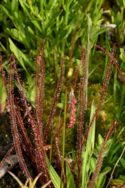 Close-up of slender, red-stemmed plants with small, round, reddish-brown flowers, surrounded by green foliage.