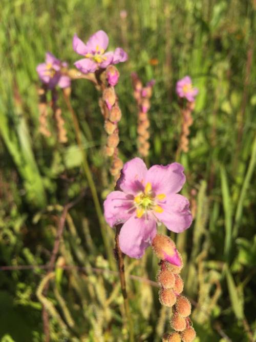 Close-up of delicate pink flowers with yellow centers, surrounded by green foliage in a natural setting.