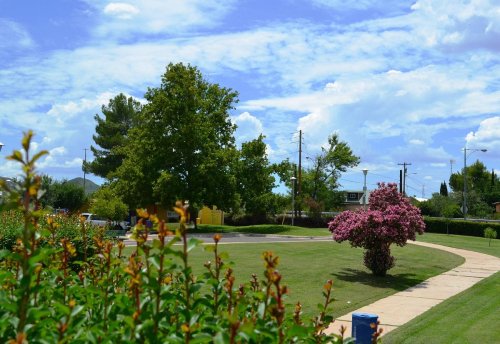 A vibrant park scene with green trees, a pink flowering tree, and a blue sky with fluffy clouds.