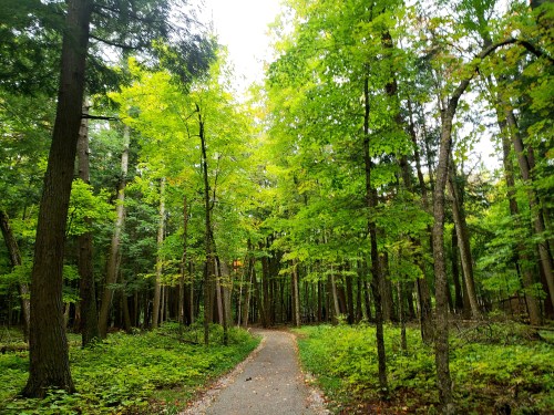 A winding path through a lush green forest with tall trees and vibrant foliage.